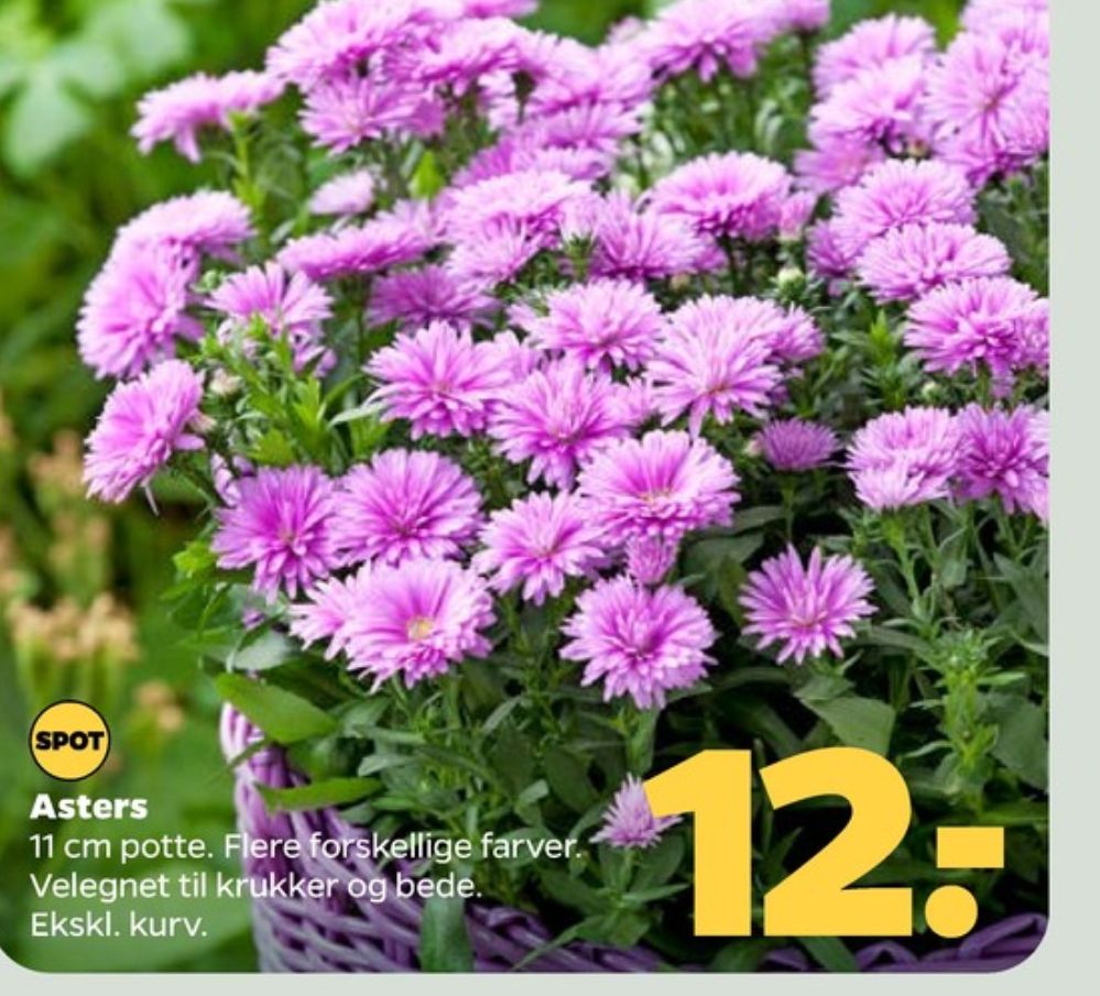 Asters