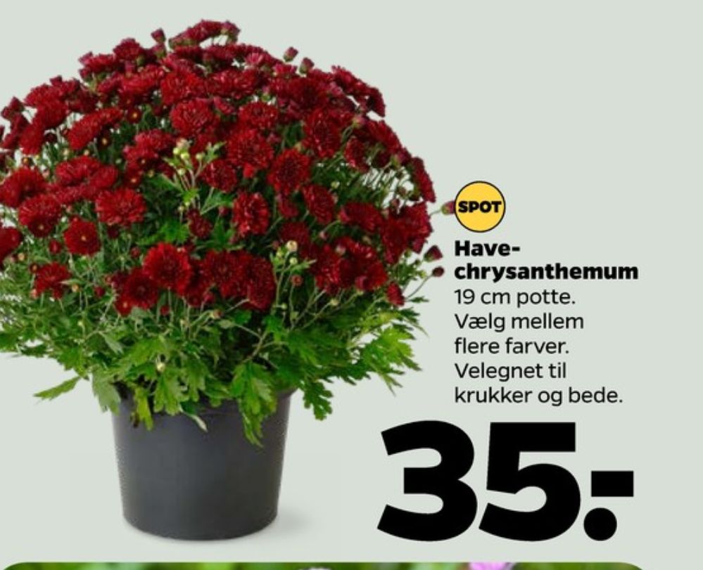 Chrysanthemum
