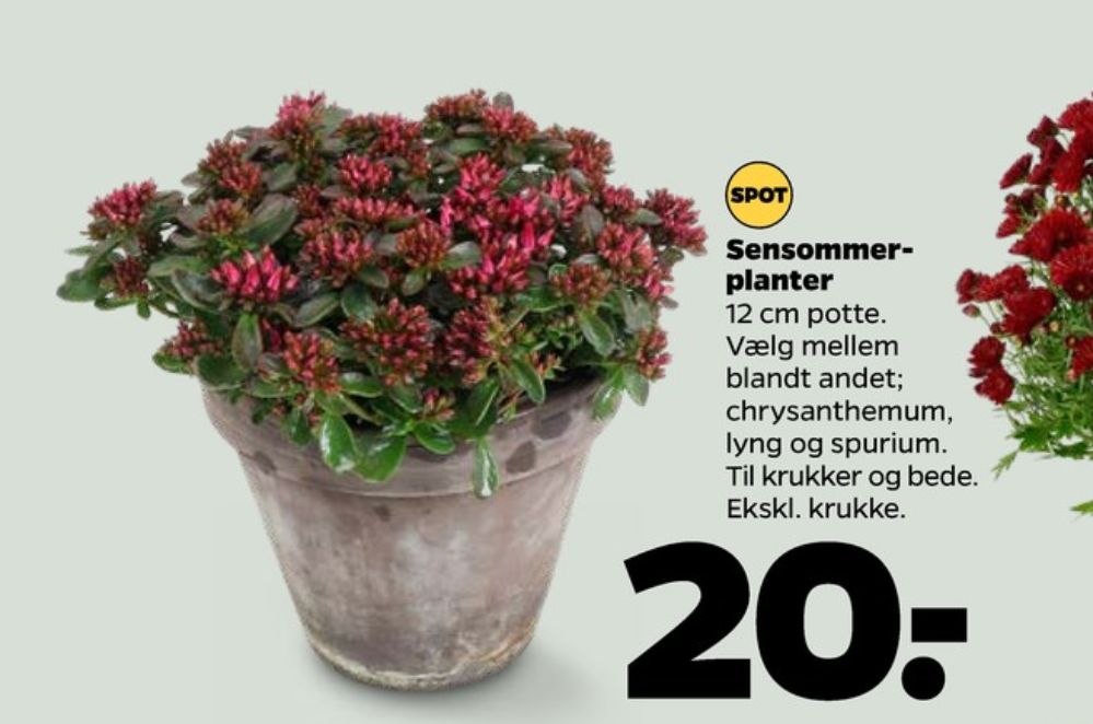 Spurium
