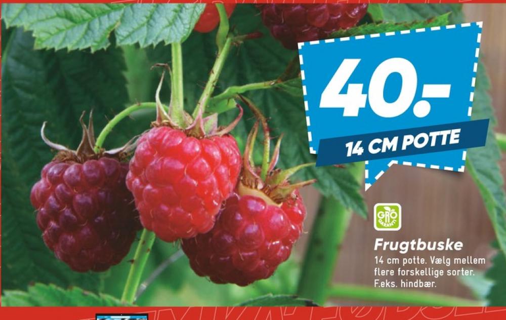 Frugtbusk