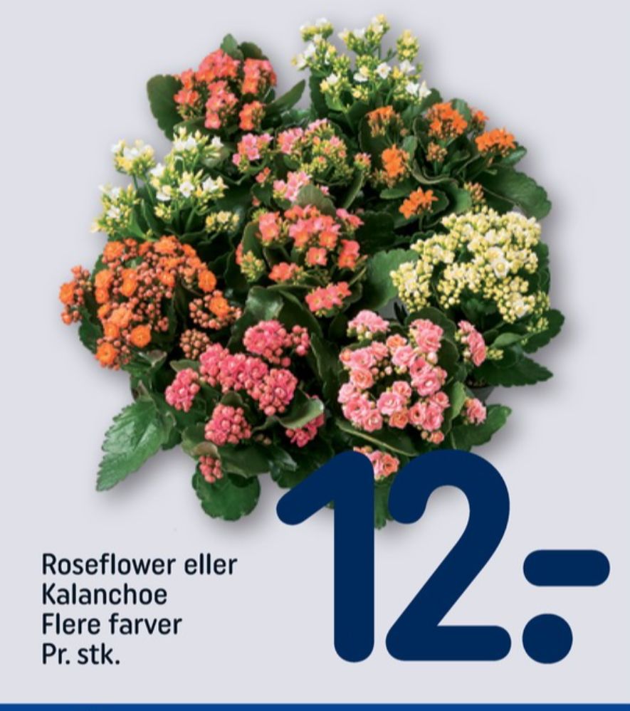 Kalanchoe