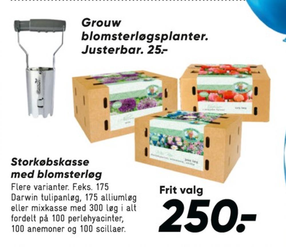 Blomsterløg