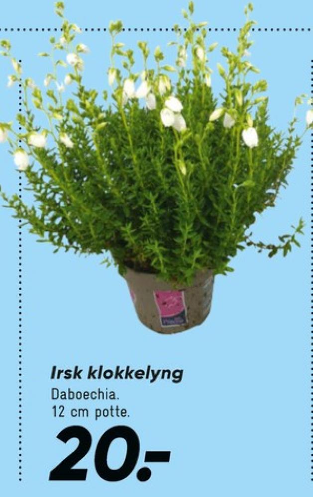 Planter