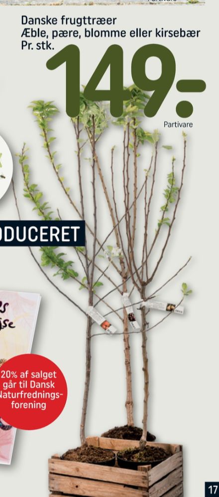 Frugttræ