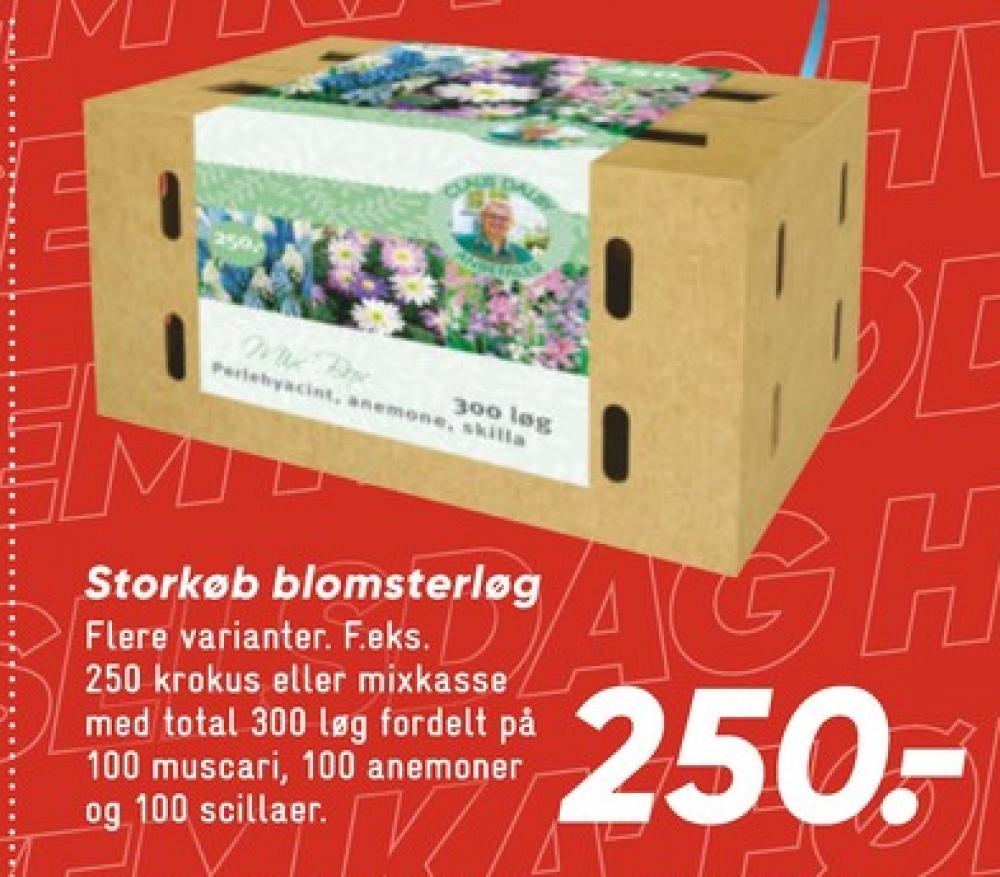 Claus Dalby, Blomsterløg