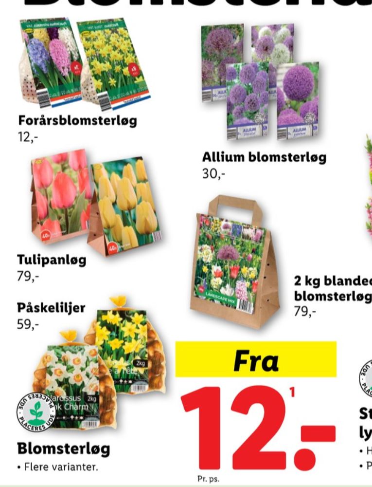 Blomsterløg