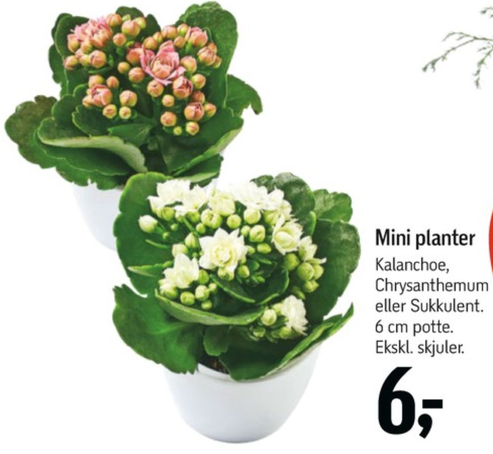 Planter