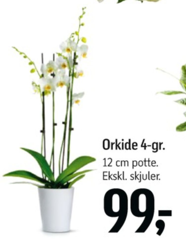 Orkide