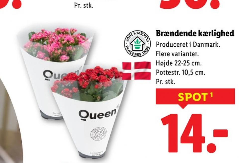 Queen, Planter