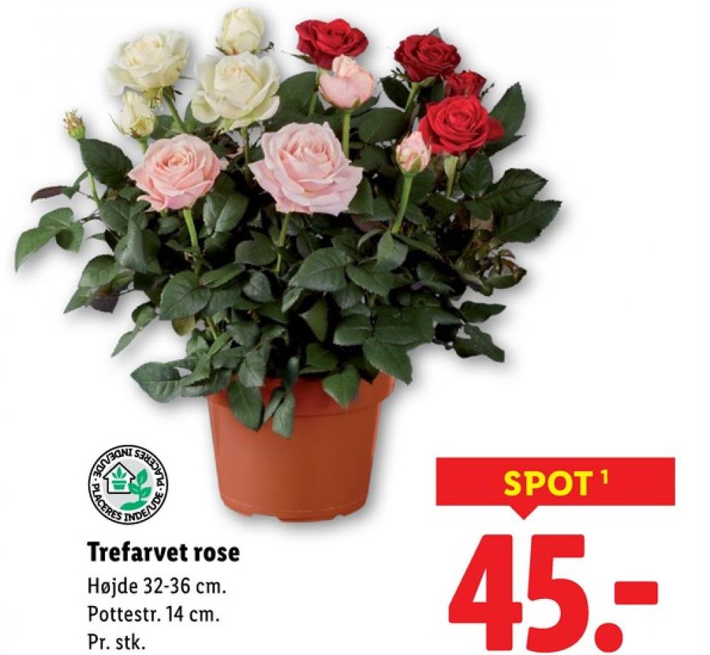 Queen, Planter