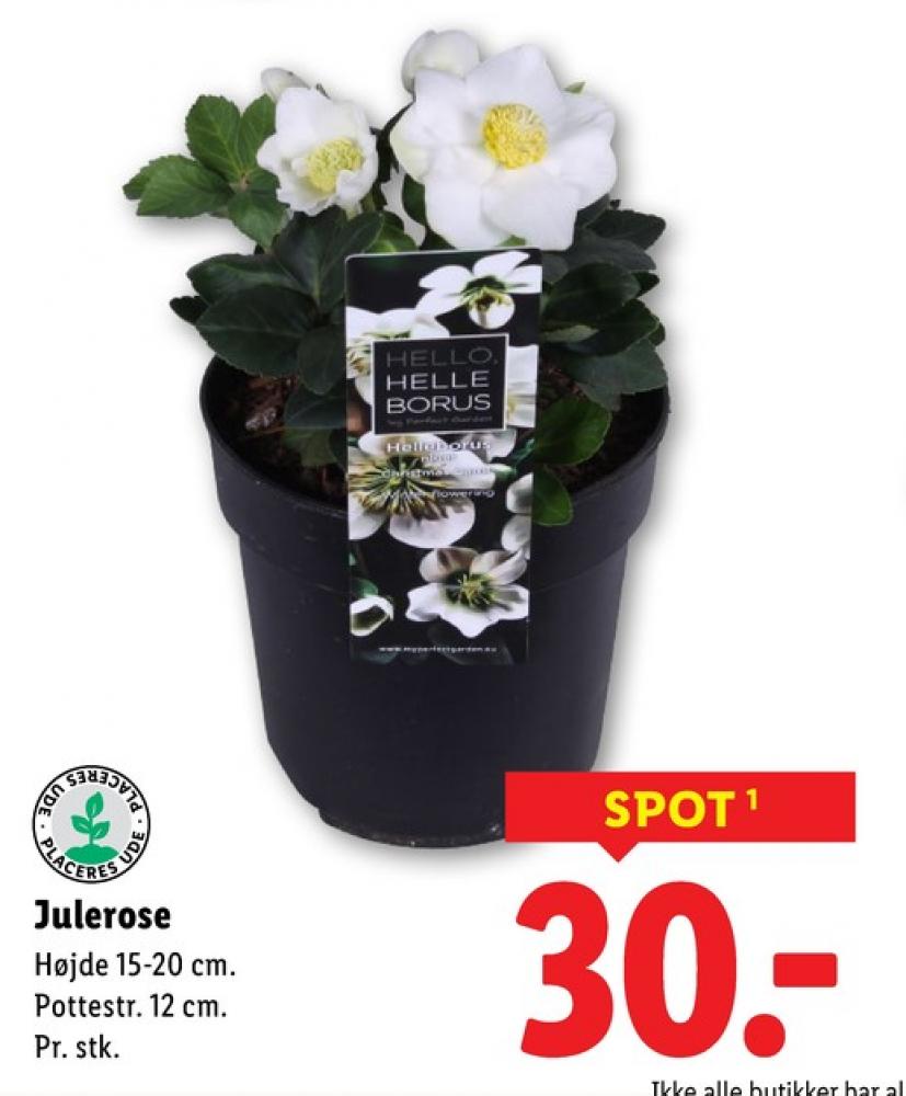 Queen, Planter