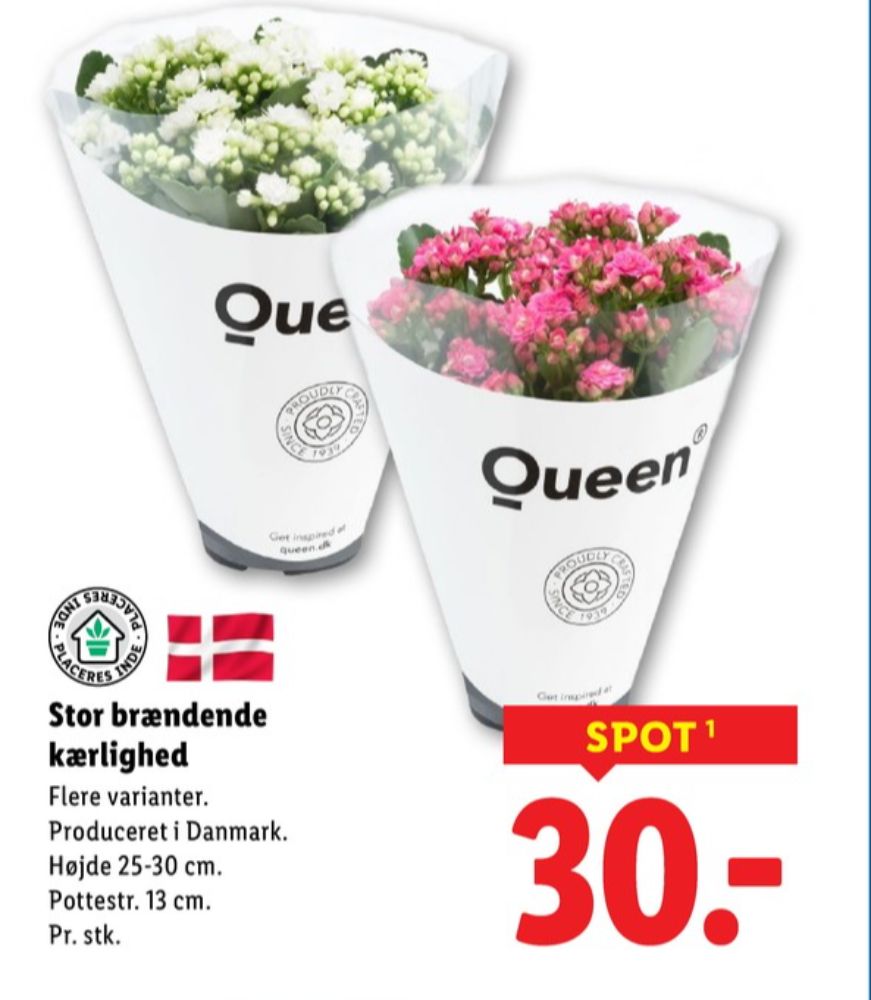 Queen, Planter