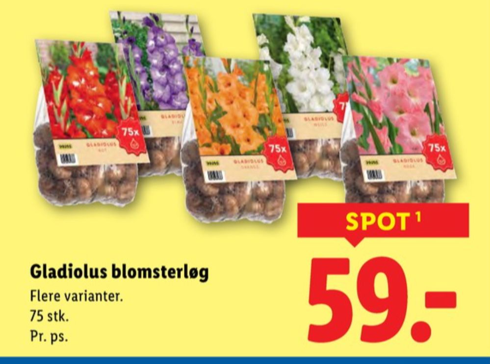 Blomsterløg