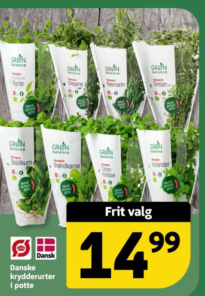 Grøn Balance, Koriander