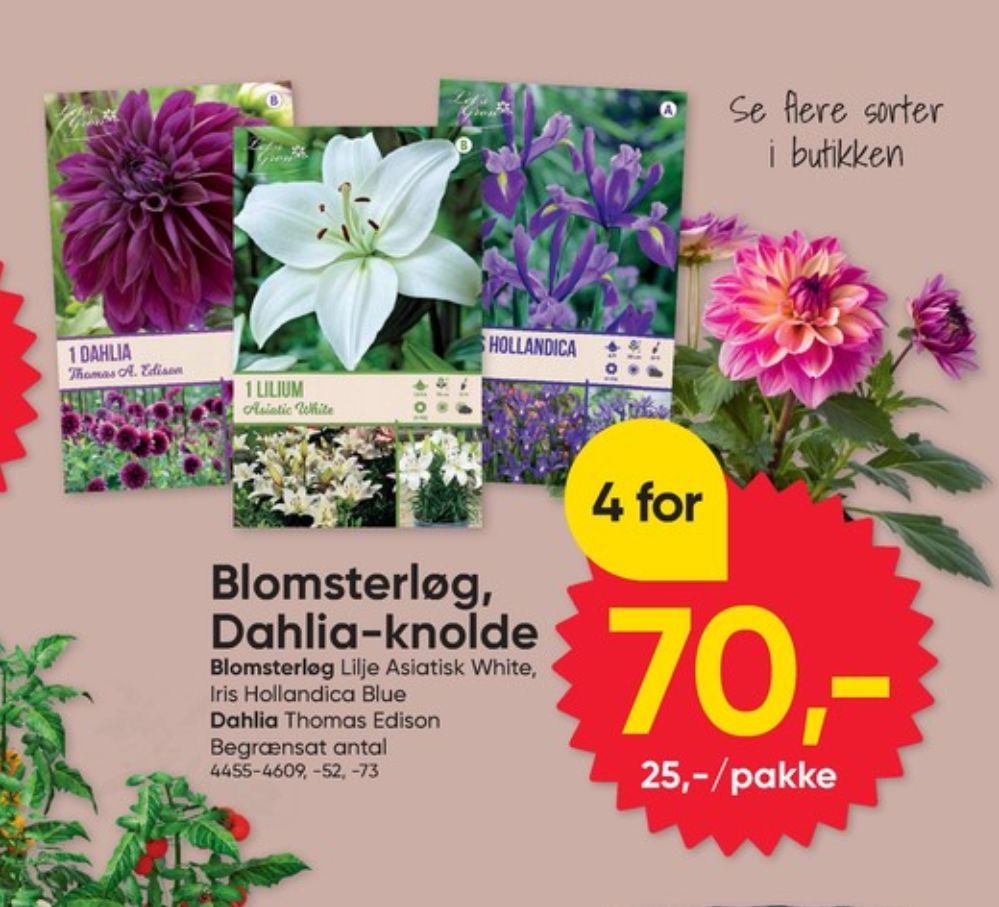 Blomsterløg