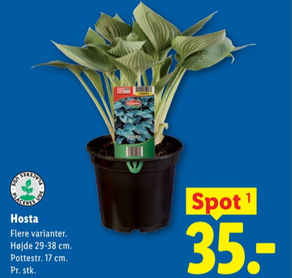 Hosta