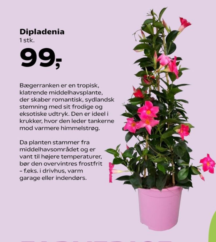 Planter