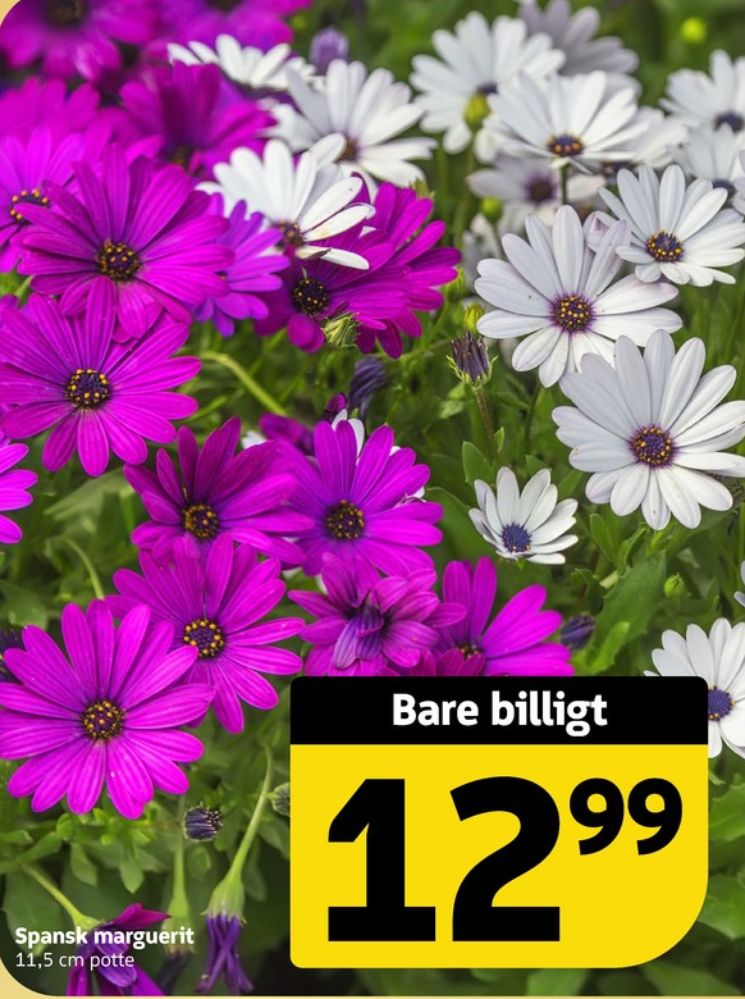 Spansk marguerit