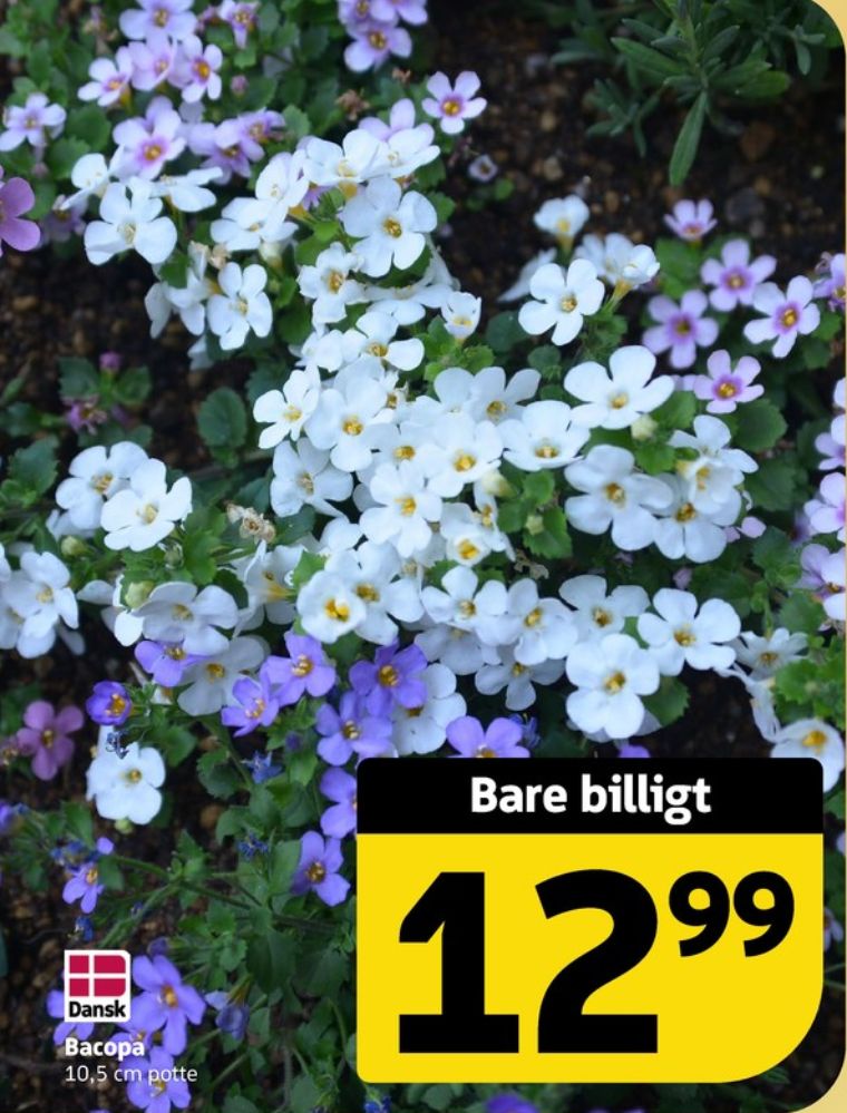 Bacopa