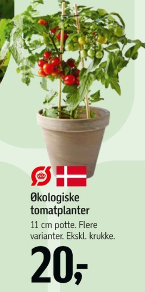 Tomatplante