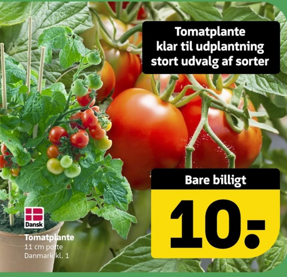 Tomatplante