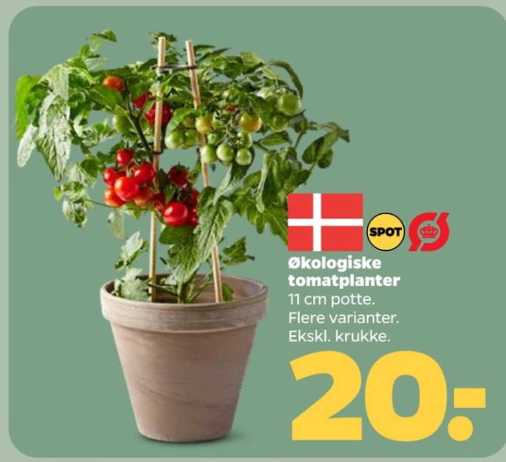 Tomatplante