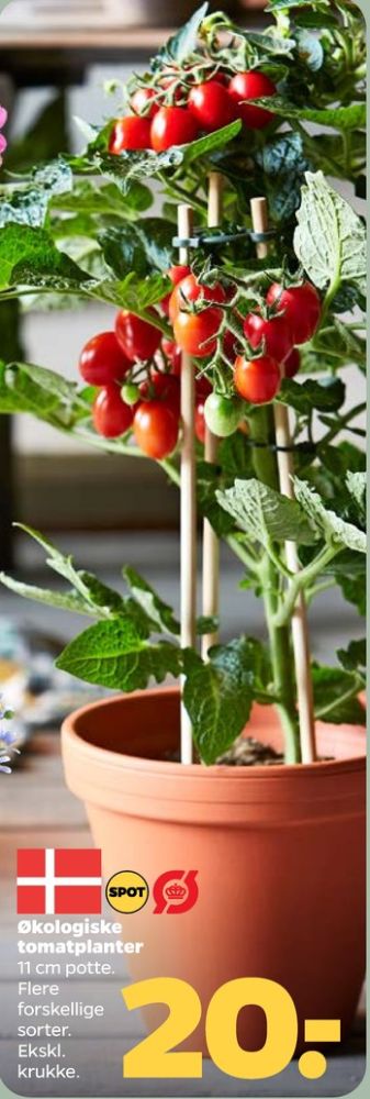 Tomatplante
