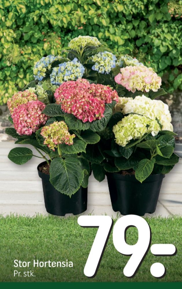 Hortensia