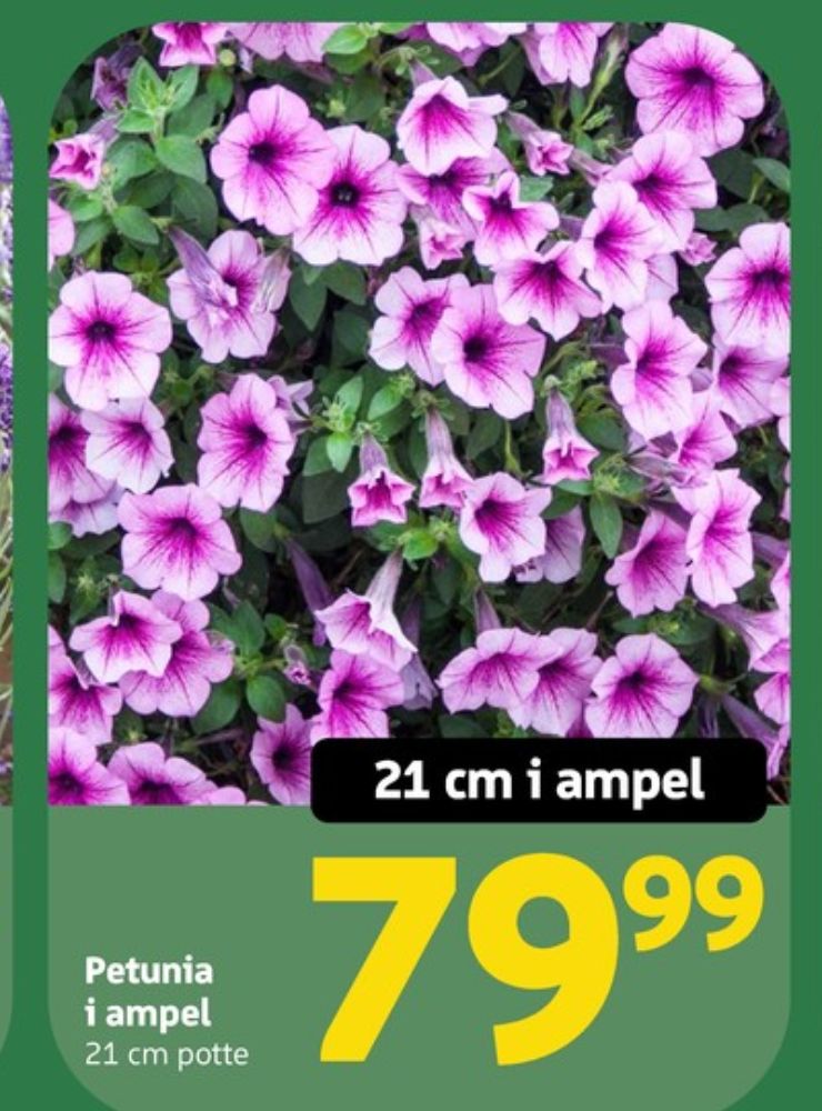 Planter