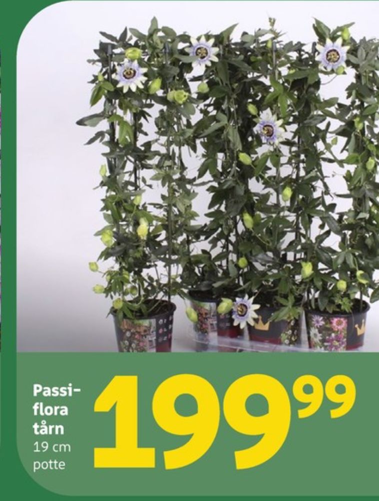 Planter