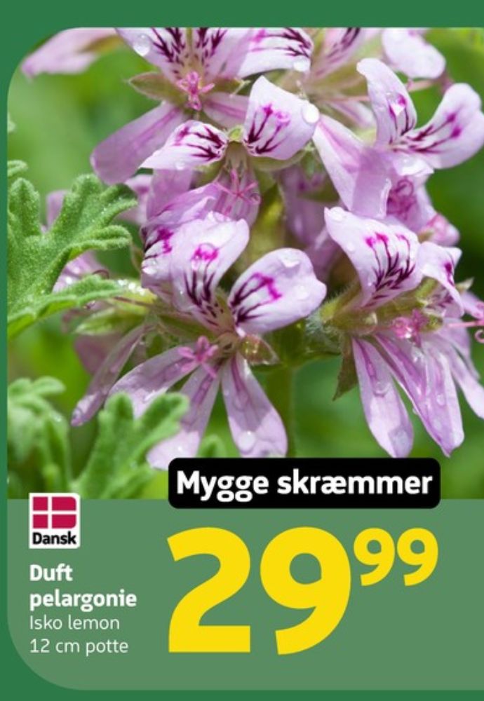 Planter