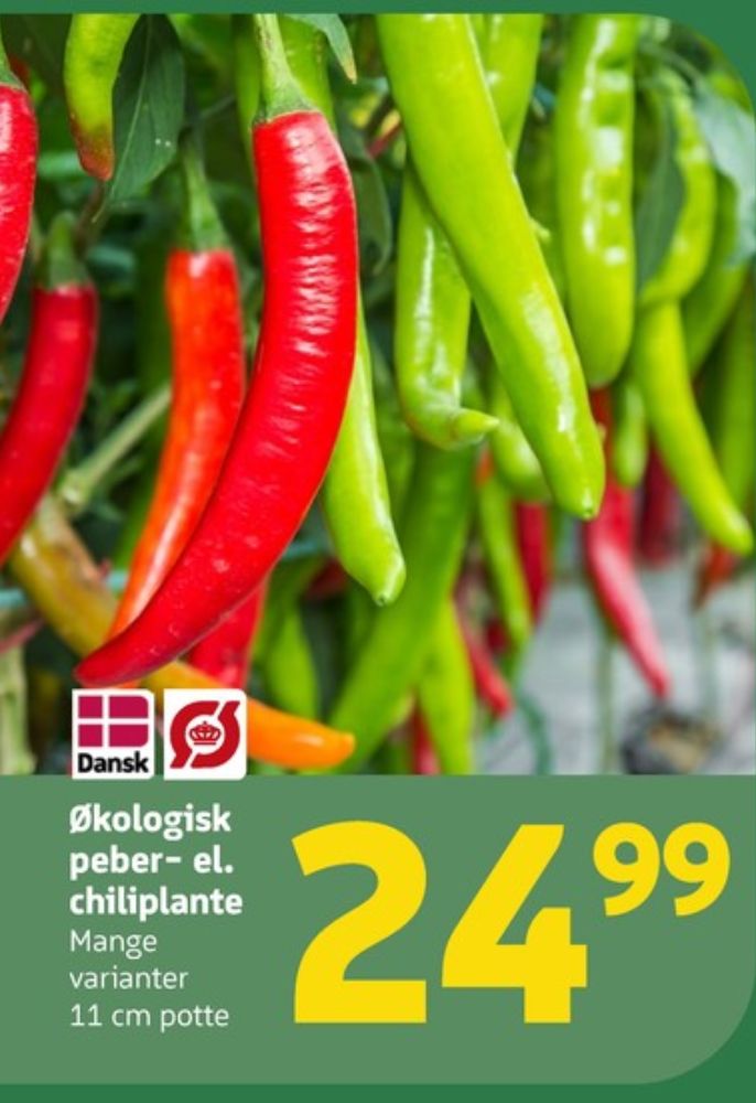 Chiliplante