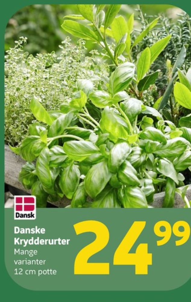 Krydderurter