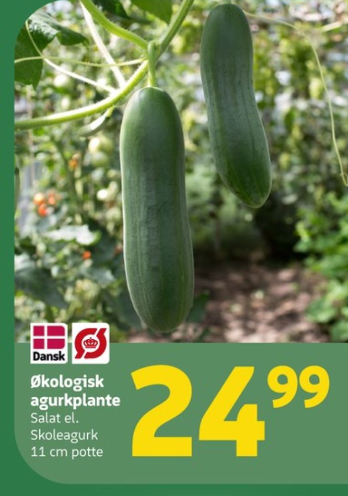 Agurkeplante