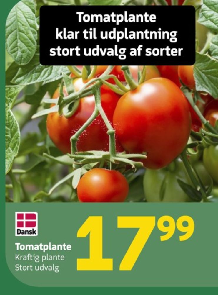 Tomatplante