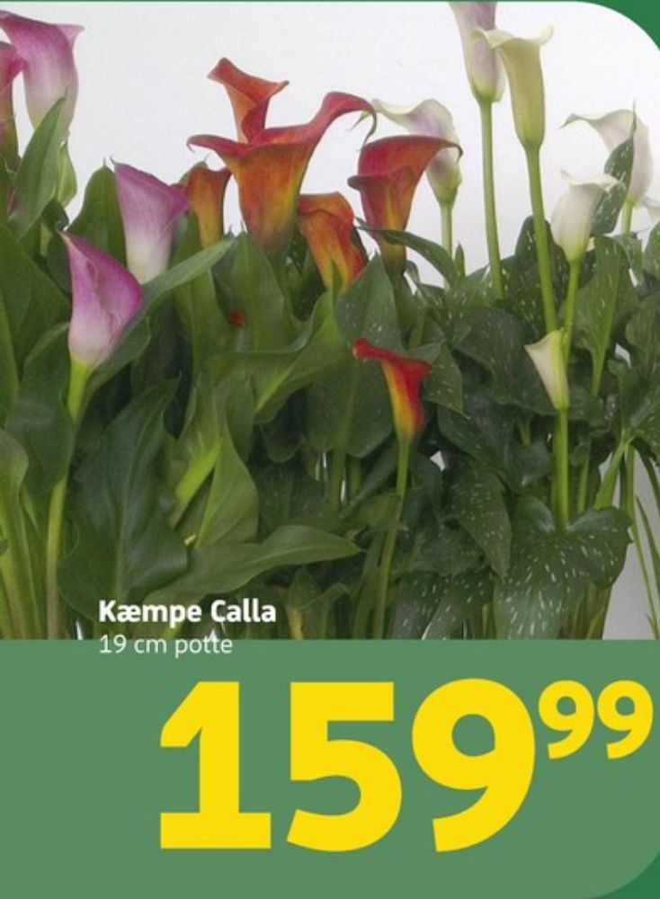 Planter
