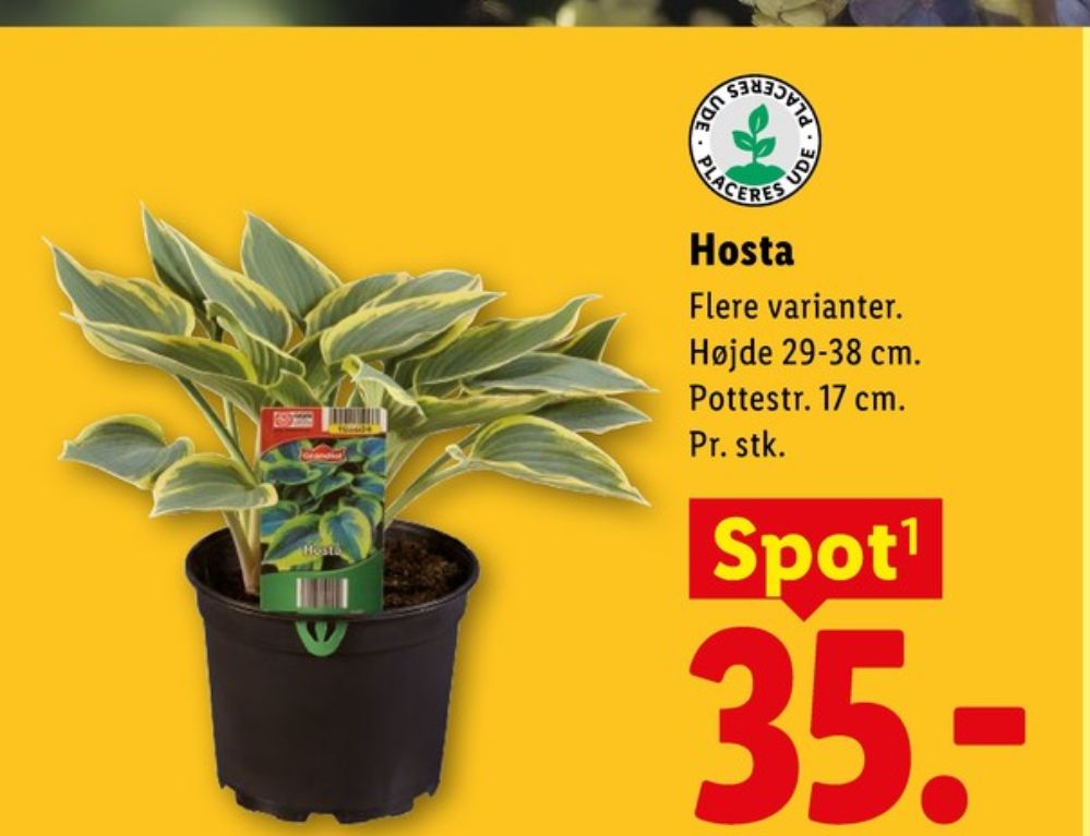Hosta