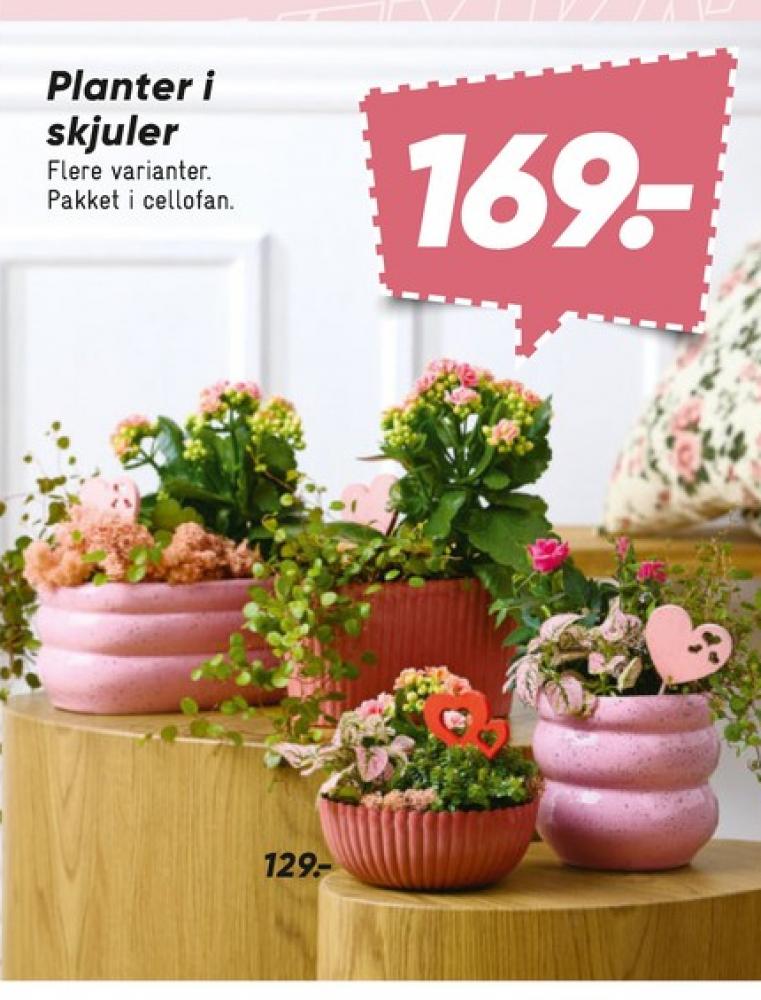 Blomsterdekorationer