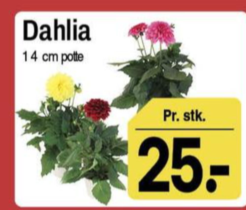 Dahlia