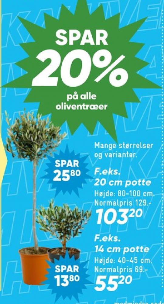 Oliventræ