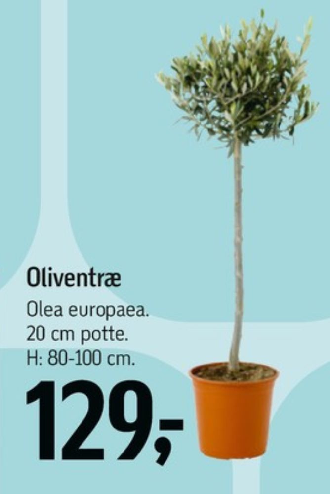 Oliventræ