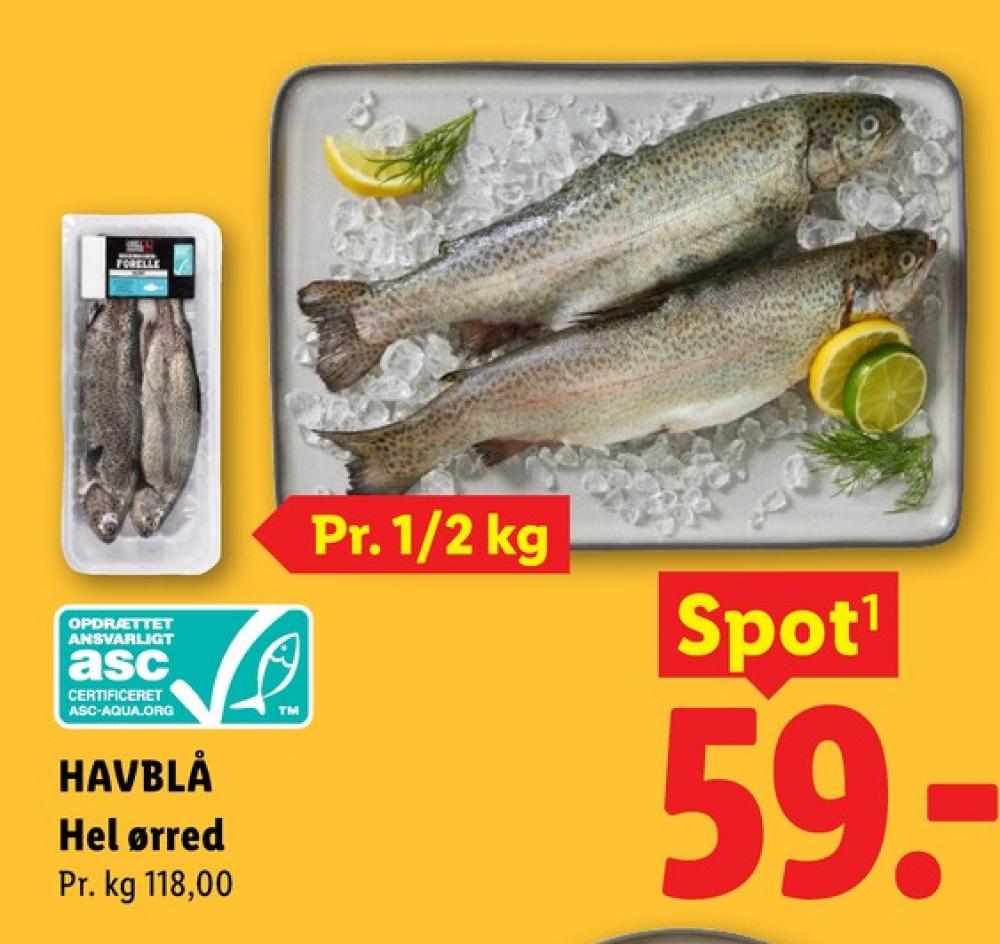 Havblå, Ørred