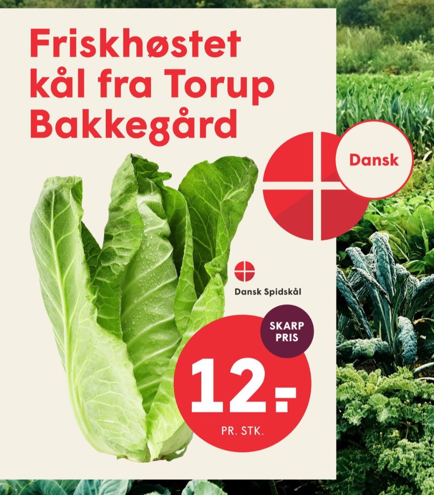 Spidskål