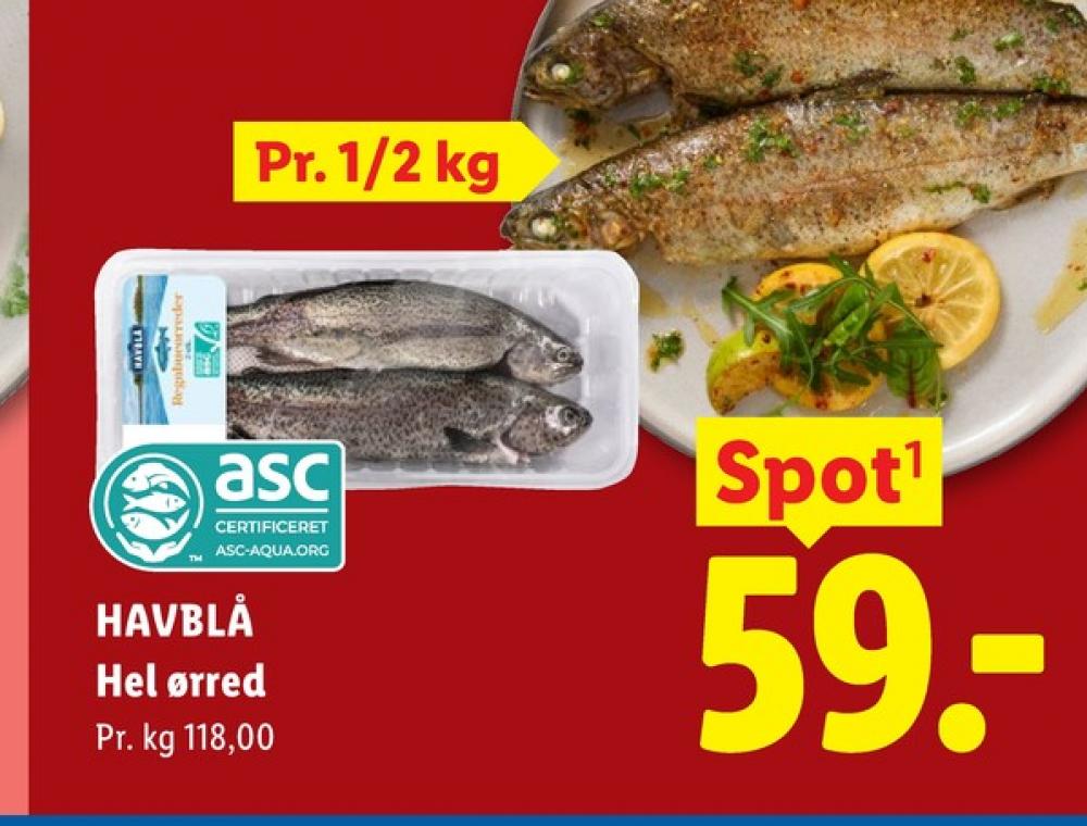 Havblå, Ørred