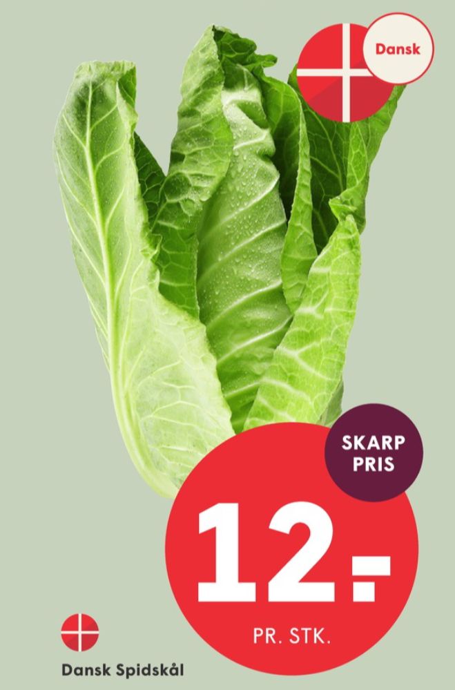 Spidskål