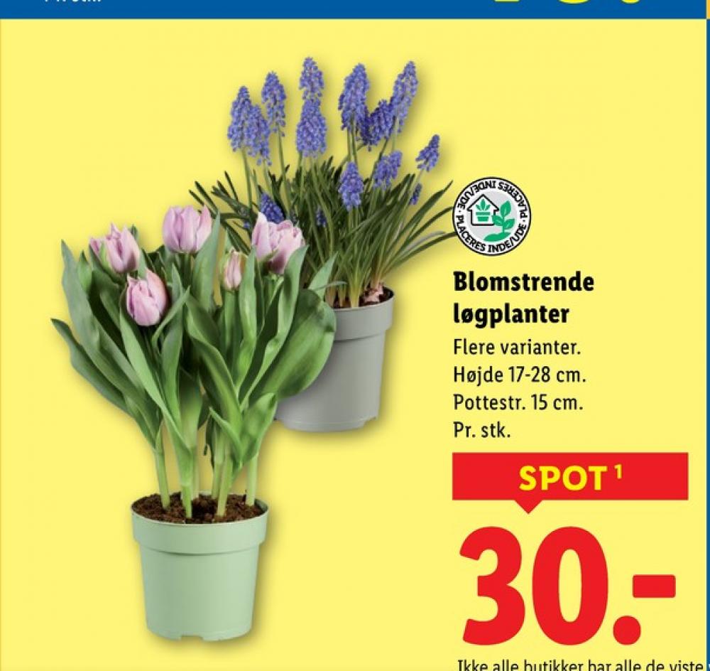 Løgplanter